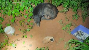 Abandono de animais em Boa Esperança do Norte