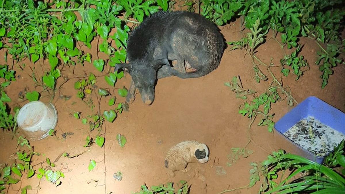 Abandono de animais em Boa Esperança do Norte