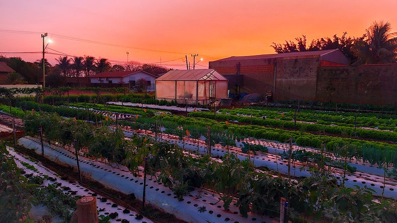 Horta em Boa Esperança do Norte (MT)