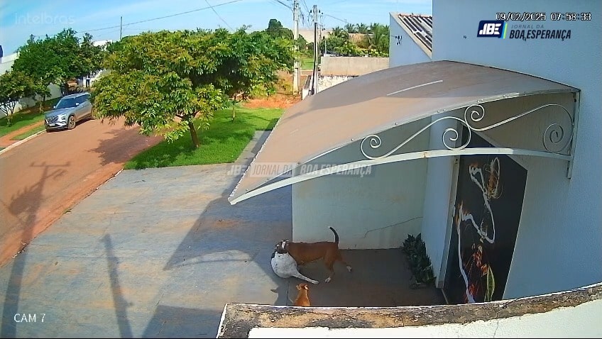 Cachorros Pit Bull atacam animal em Boa Esperança do Norte