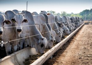 Fazenda Peruzzolo receberá 'Dia de Campo' sobre bovinocultura