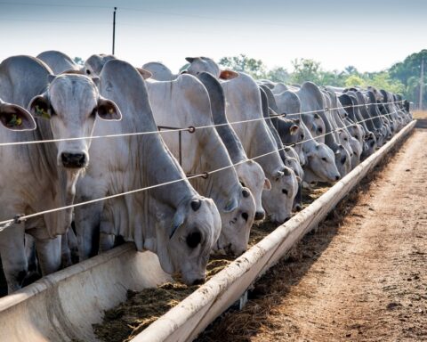 Fazenda Peruzzolo receberá 'Dia de Campo' sobre bovinocultura
