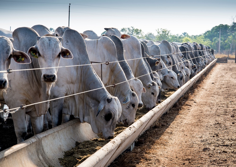 Fazenda Peruzzolo receberá 'Dia de Campo' sobre bovinocultura