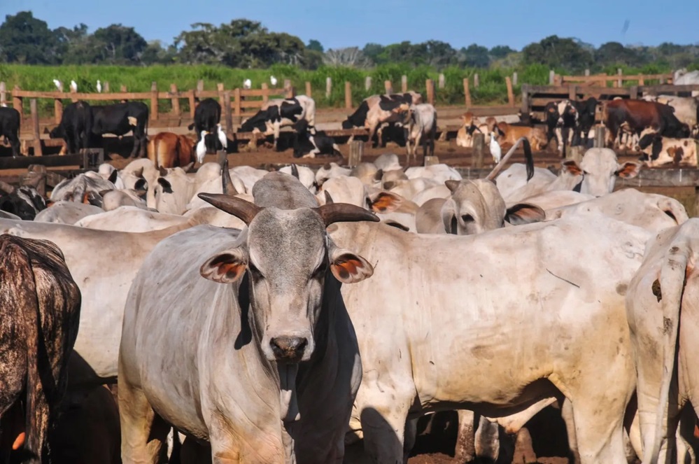Deputados dão urgência a projeto que reduz taxa do abate de vacas