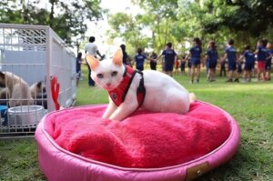 Semana de Proteção Animal incentiva adoção em Sorriso