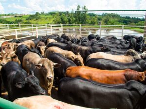 Boa Esperança terá palestra ‘Boi na Bolsa’ com especialistas do SENAR