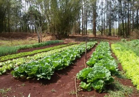 Produtores de Sorriso recebem apoio para agricultura familiar