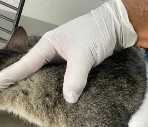 Morador denuncia vizinho por atirar numa gata em Boa Esperança