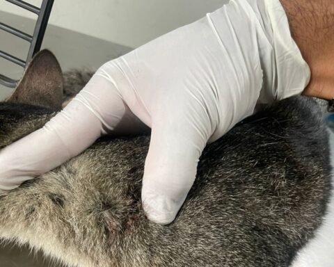 Morador denuncia vizinho por atirar numa gata em Boa Esperança