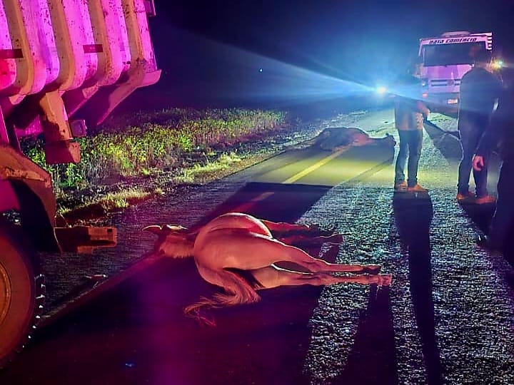 Caminhão atropela animais em estrada rural de Boa Esperança