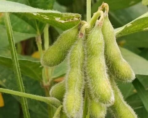 Prazo para cadastro de sojicultores de MT termina em 15 de fevereiro