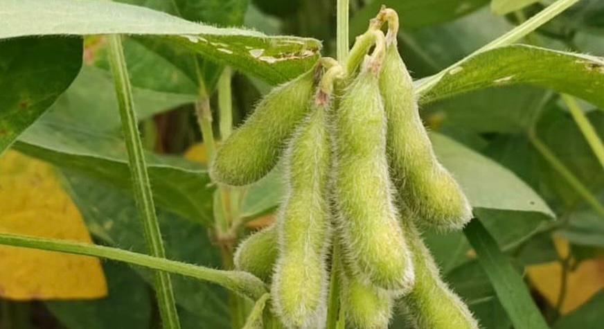 Prazo para cadastro de sojicultores de MT termina em 15 de fevereiro