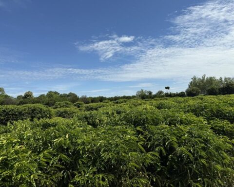Expedição Rota do Café leva inovação ao produtor em Mato Grosso