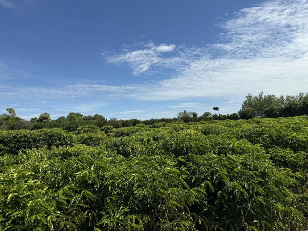 Expedição Rota do Café leva inovação ao produtor em Mato Grosso
