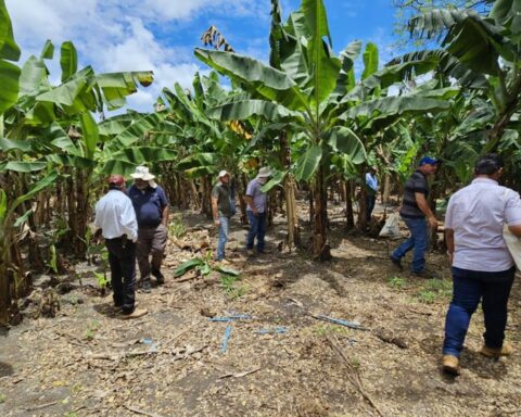 Encontro sobre Nutrição da Bananeira fortalece produção em Sorriso
