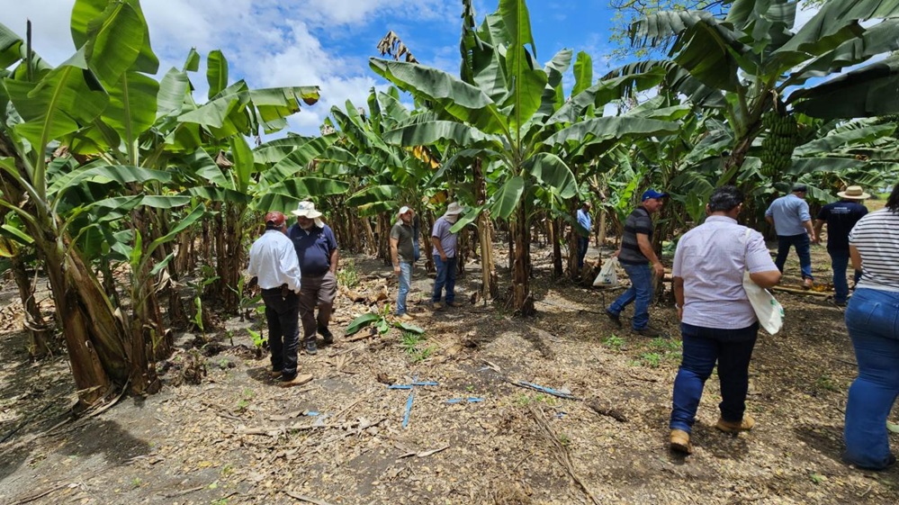 Encontro sobre Nutrição da Bananeira fortalece produção em Sorriso