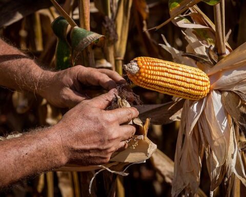 Egito vira 2º maior destino das exportações de Mato Grosso