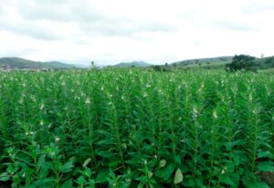 Gergelim se consolida como segunda safra em Mato Grosso