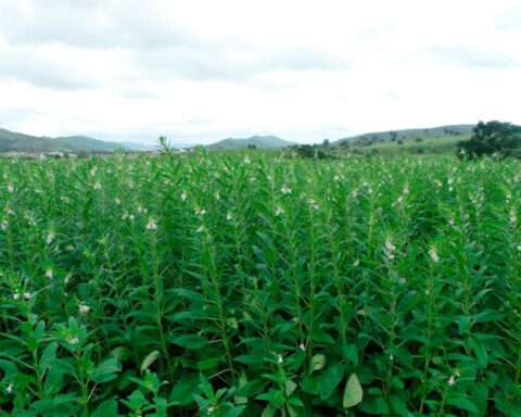 Gergelim se consolida como segunda safra em Mato Grosso