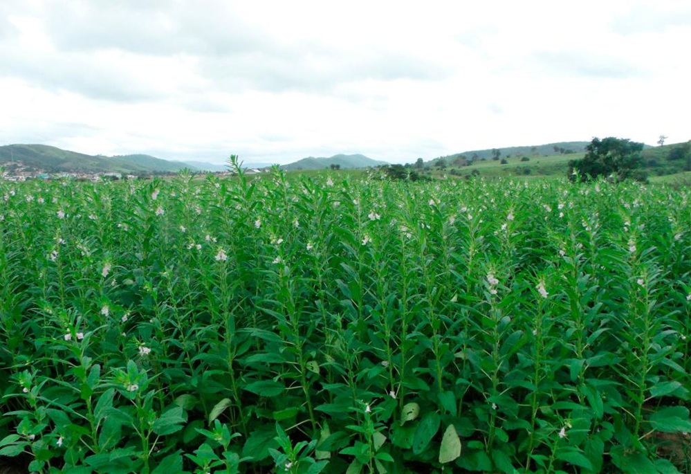 Gergelim se consolida como segunda safra em Mato Grosso