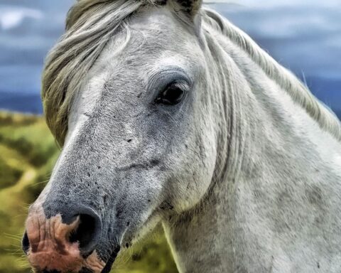 A crônica da volta de uma cavalgada