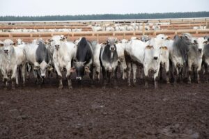 China reconhece Brasil livre de aftosa e fortalece agro de MT
