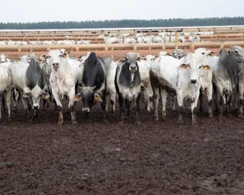 China reconhece Brasil livre de aftosa e fortalece agro de MT