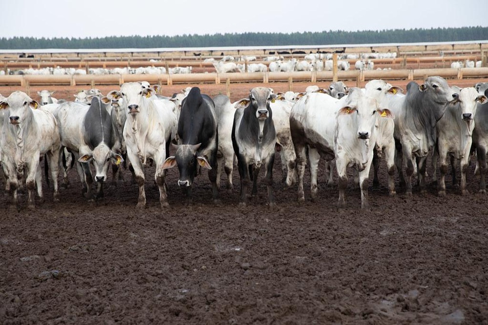 China reconhece Brasil livre de aftosa e fortalece agro de MT