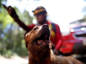 Certificação Nacional de Cães de Busca reúne equipes em MT