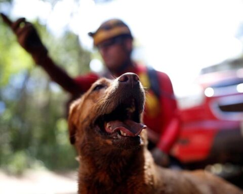 Certificação Nacional de Cães de Busca reúne equipes em MT