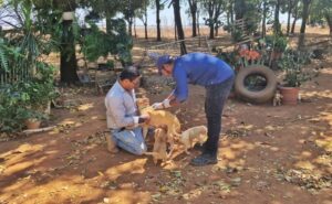 Município de Sorriso já vacinou mais de 3,1 mil animais contra a raiva