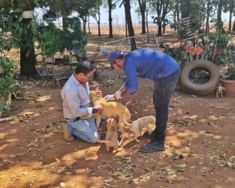 Município de Sorriso já vacinou mais de 3,1 mil animais contra a raiva