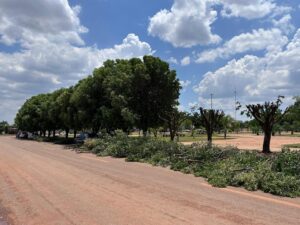 Poda severa de árvores gera críticas em Boa Esperança do Norte