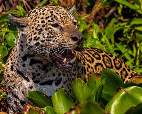 Filme sobre onças do Pantanal estreia em São Paulo
