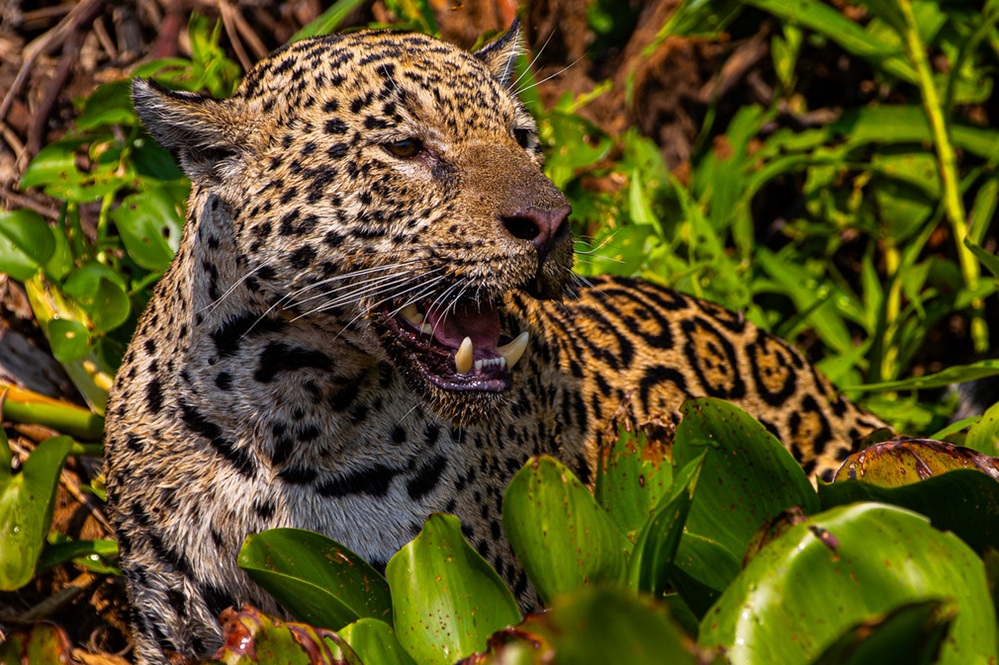 Filme sobre onças do Pantanal estreia em São Paulo